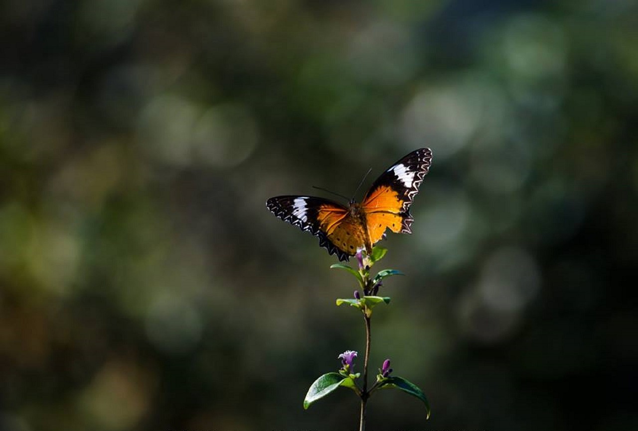 butterflies  nature  flowers free photo