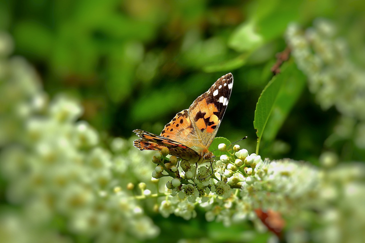 butterflies  butterfly  insect free photo