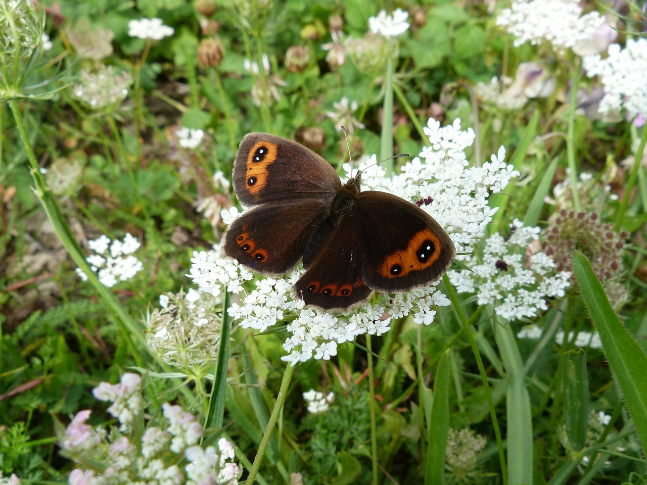 butterflies macro nature free photo