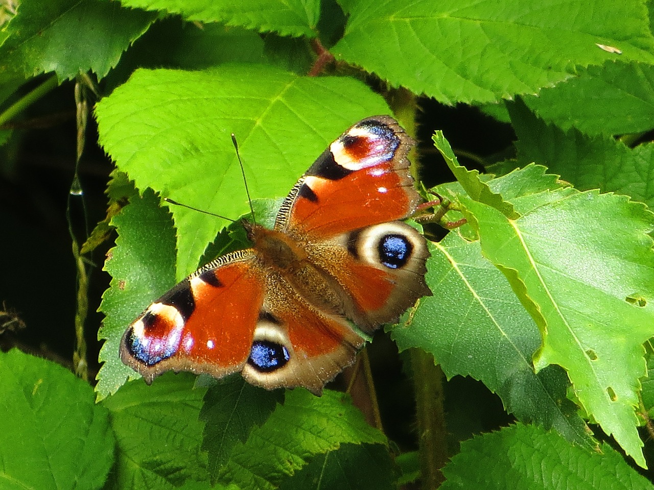 butterflies nature insects free photo