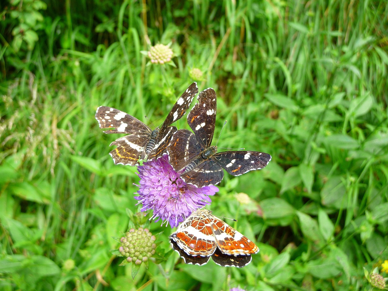 butterflies insect pincushion flower free photo