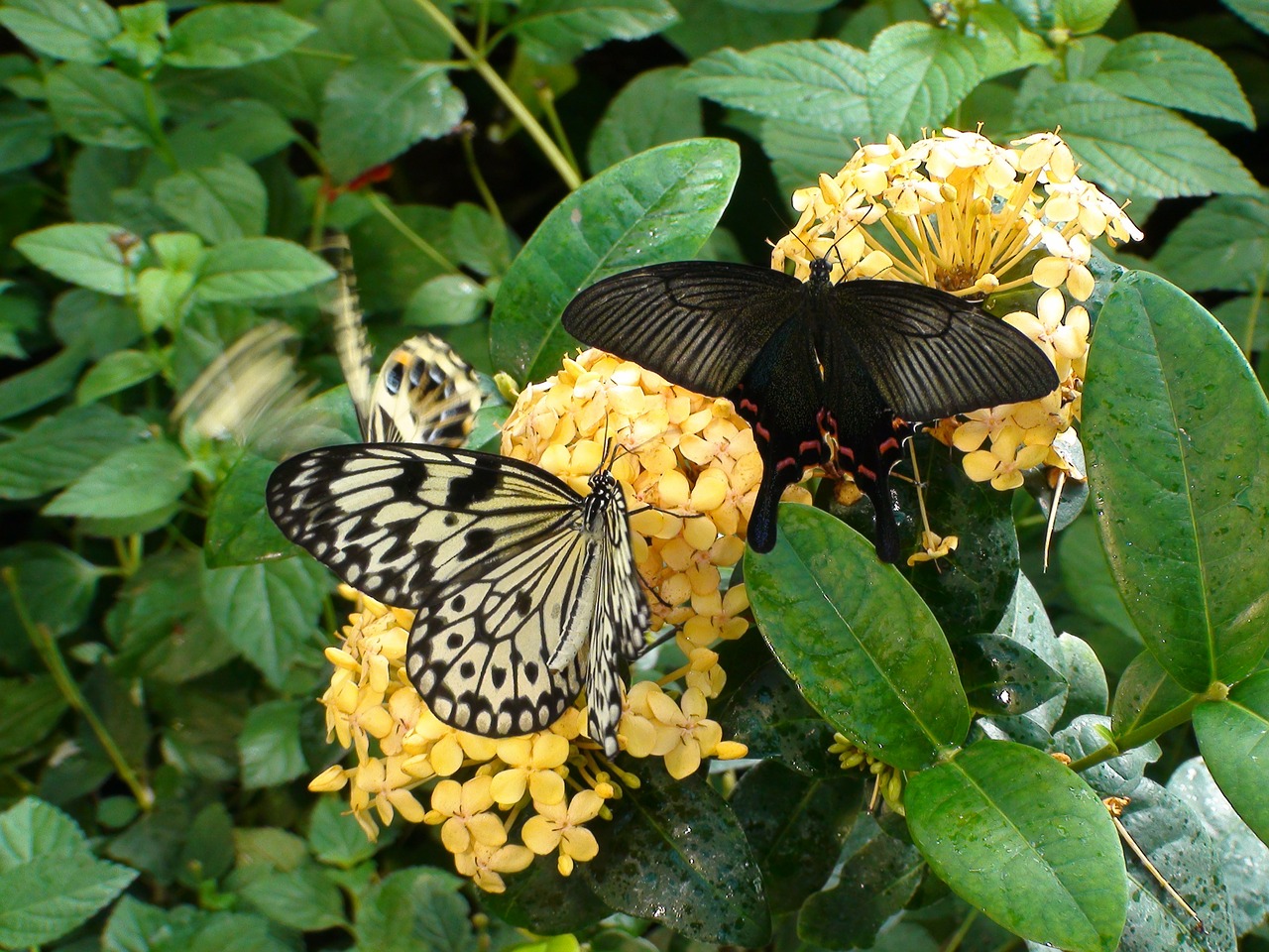 butterflies flowers leaves free photo