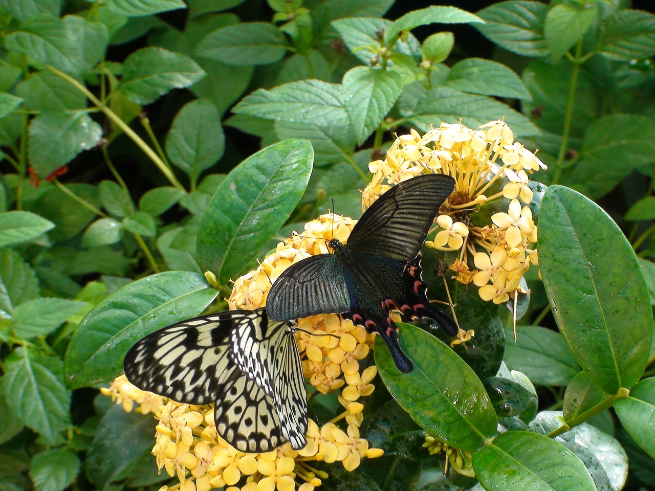 butterflies flowers leaves free photo