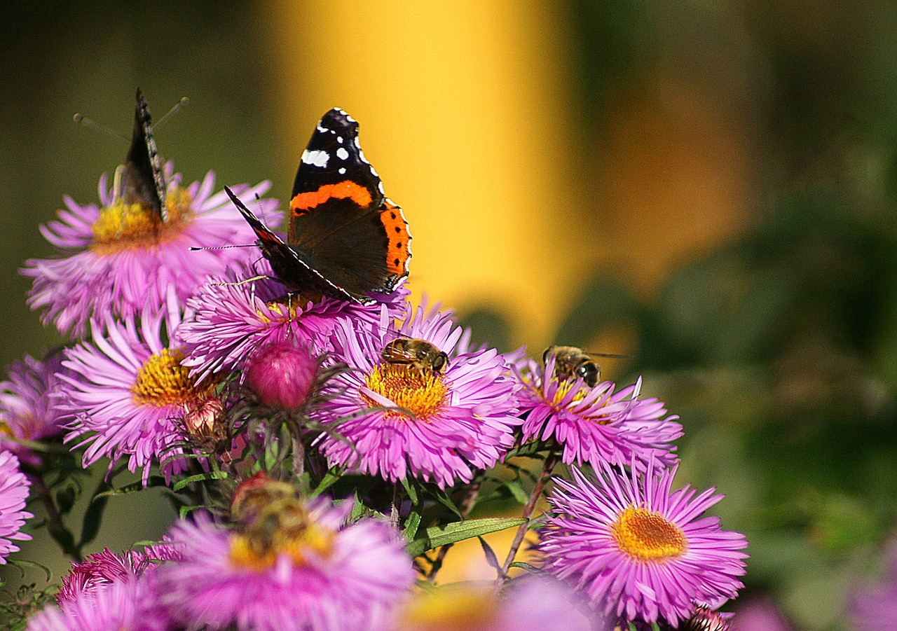 butterflies fair admiral flowers free photo