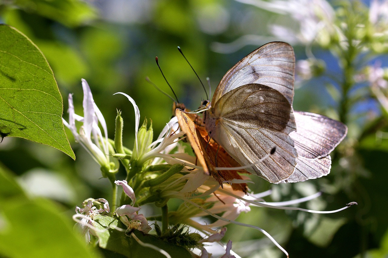 butterflies insects colors free photo