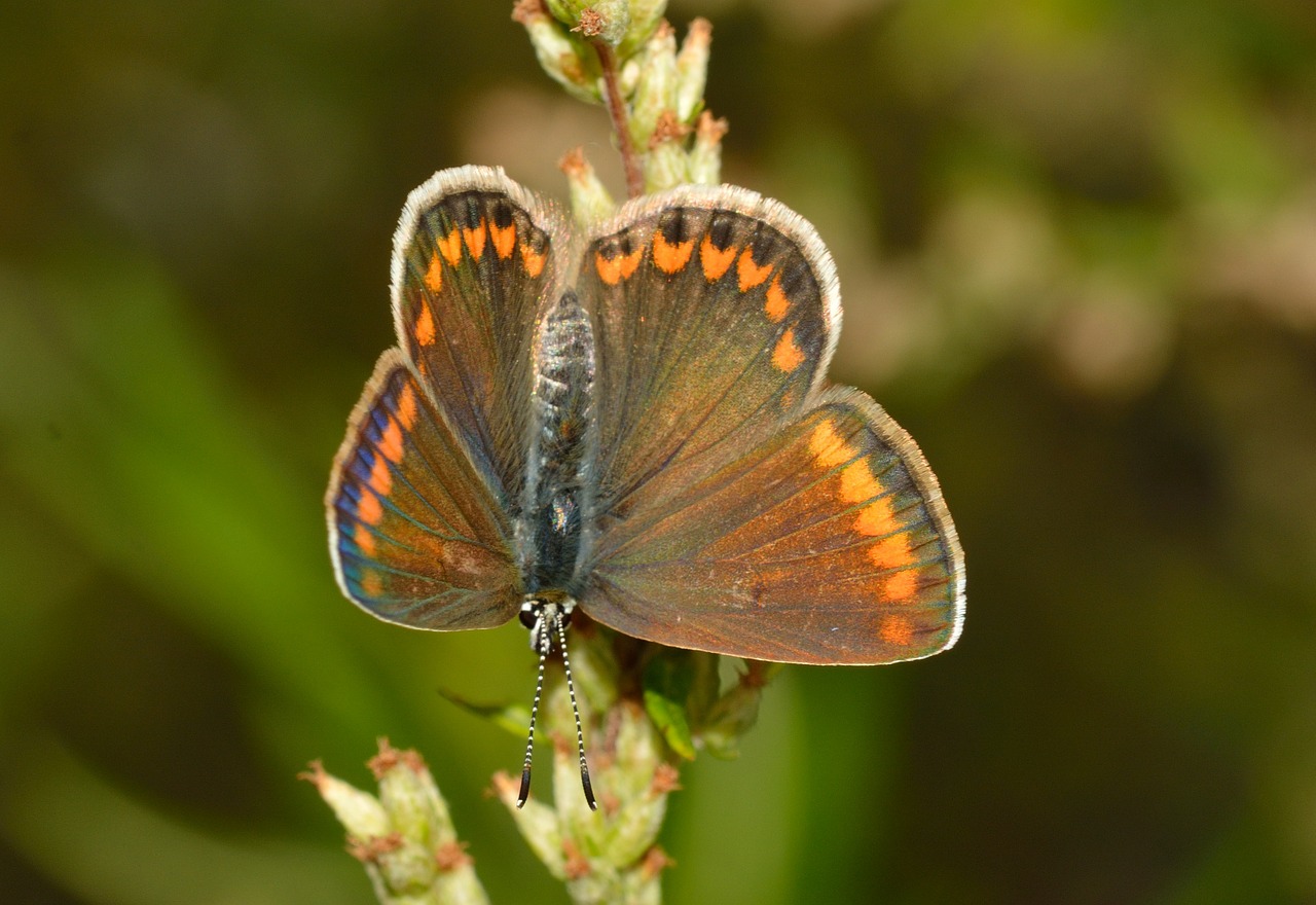 butterflies polyommatus icarus free photo