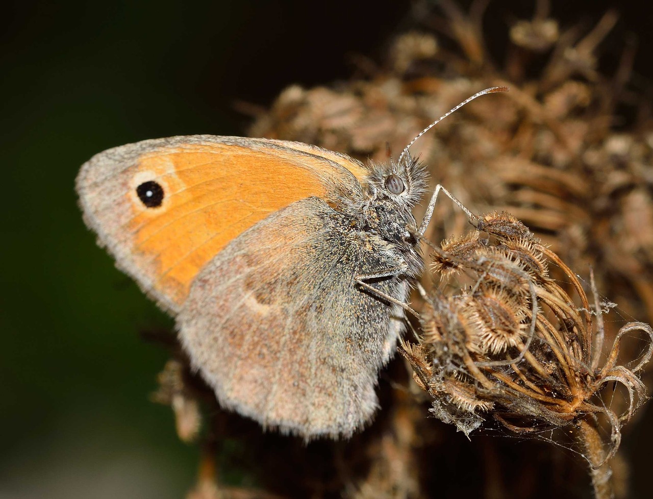 butterflies coenonympha pamphilus free photo