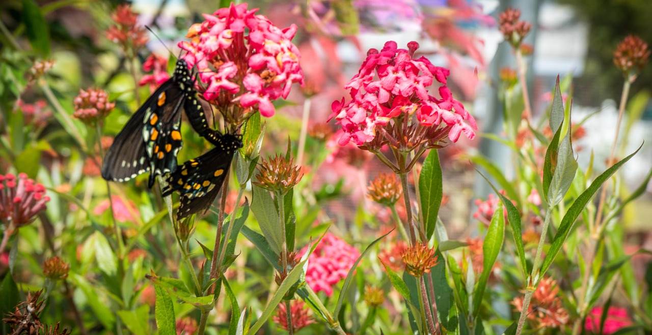 butterflies mating nature free photo