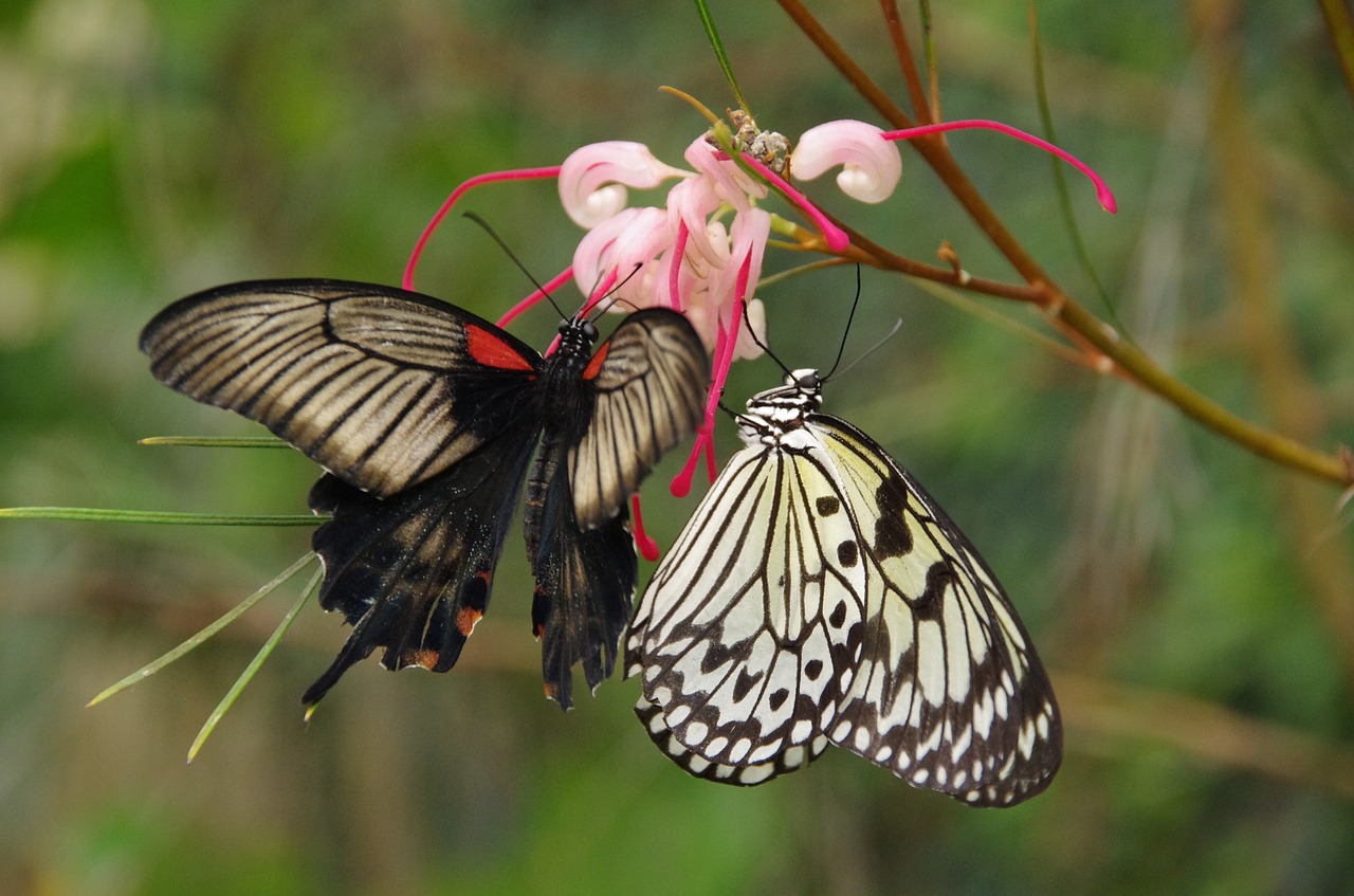 butterflies butterfly mariposario de benalmadena free photo