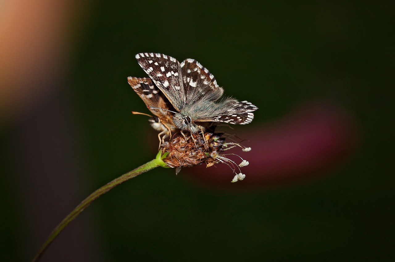 butterflies butterfly insect free photo