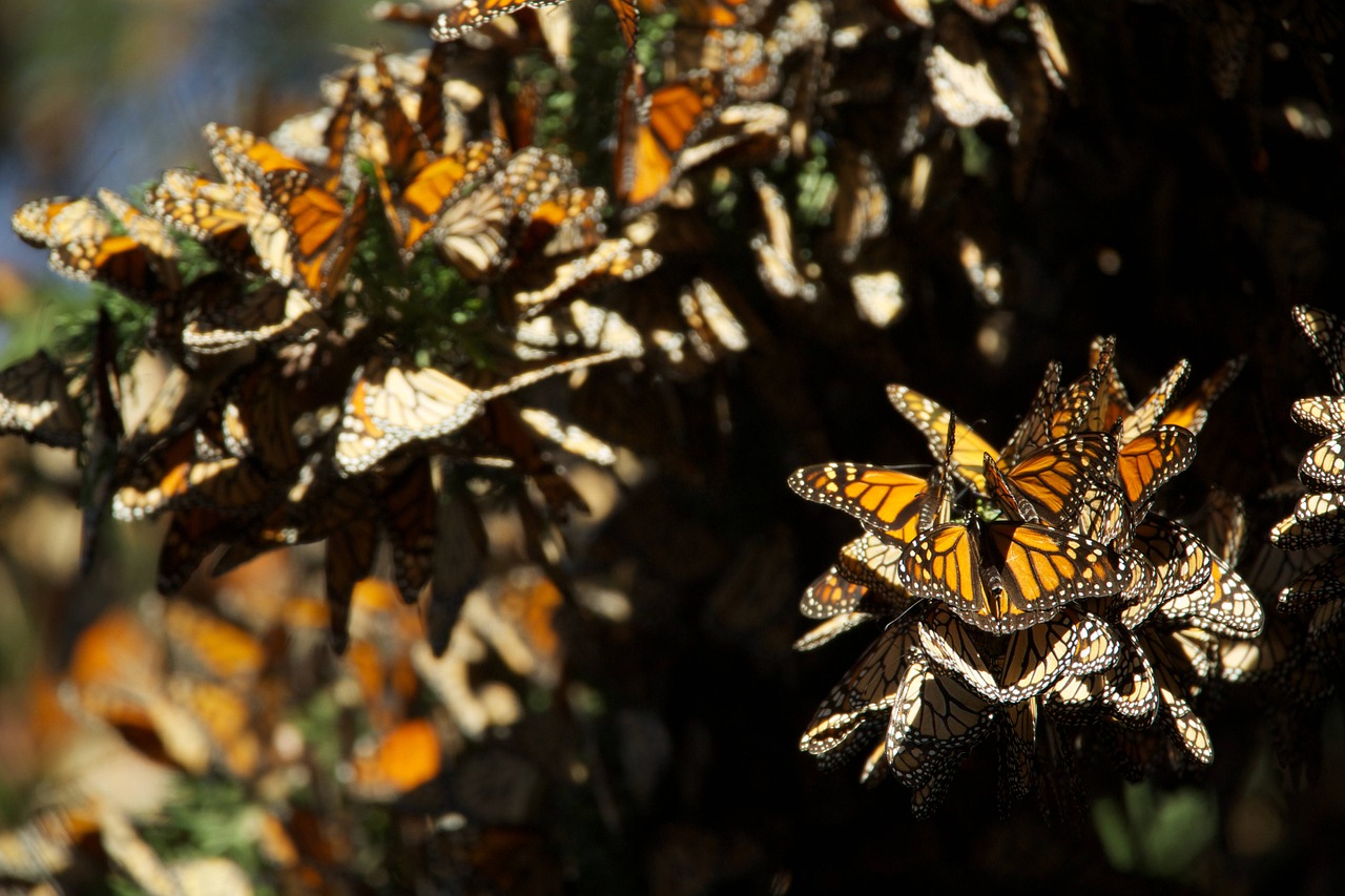 butterflies monarch mating free photo