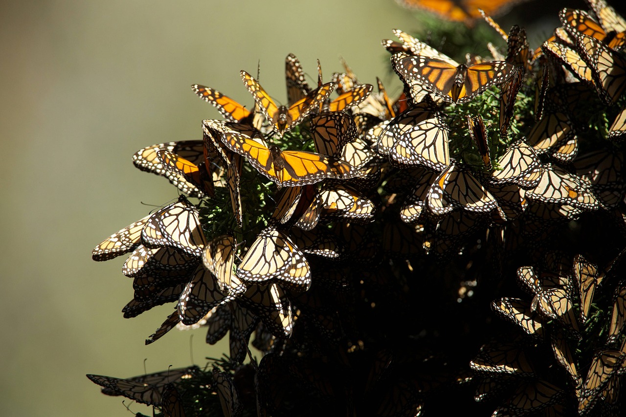 butterflies monarch mating free photo