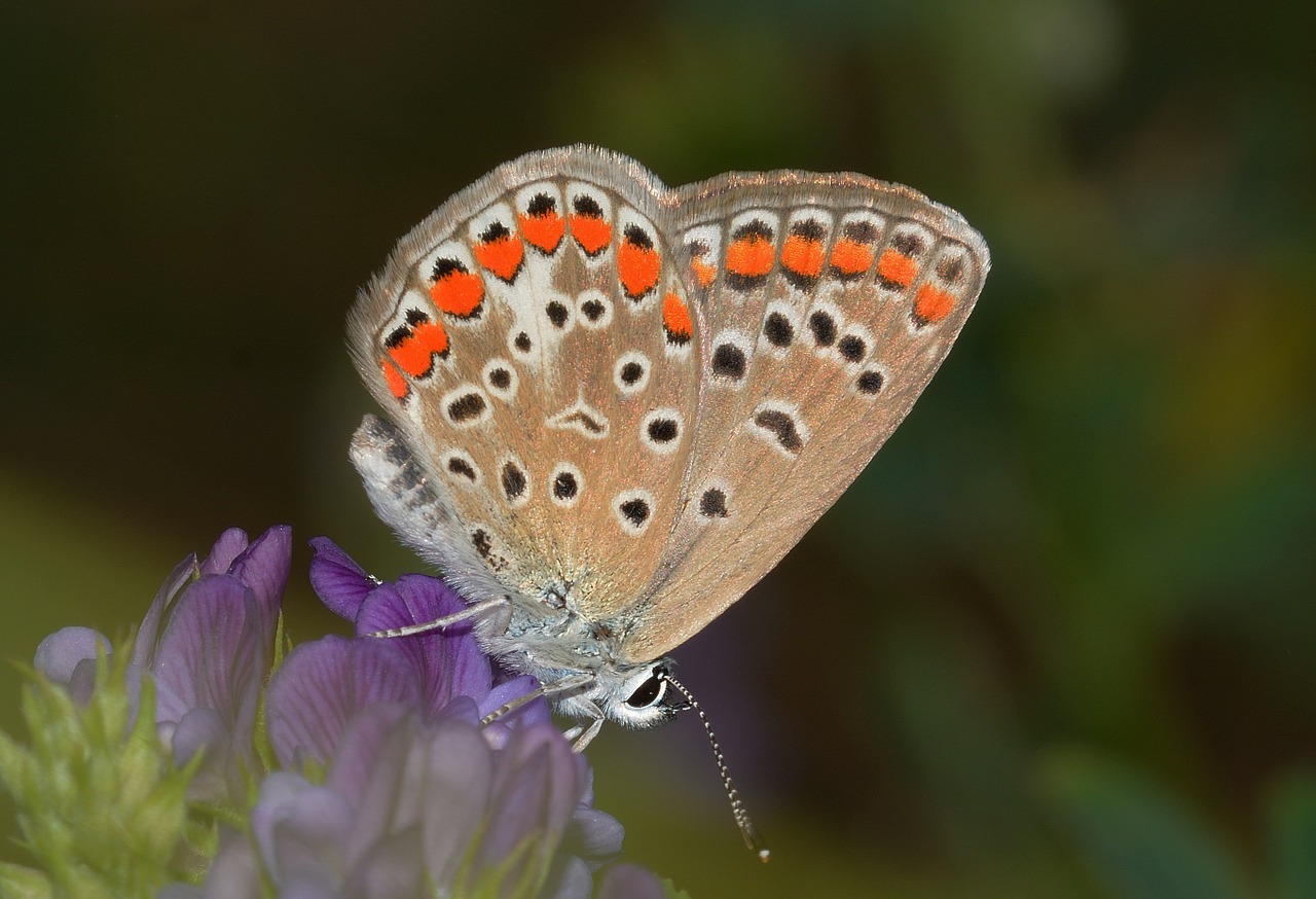 butterflies polyommatus icarus free photo
