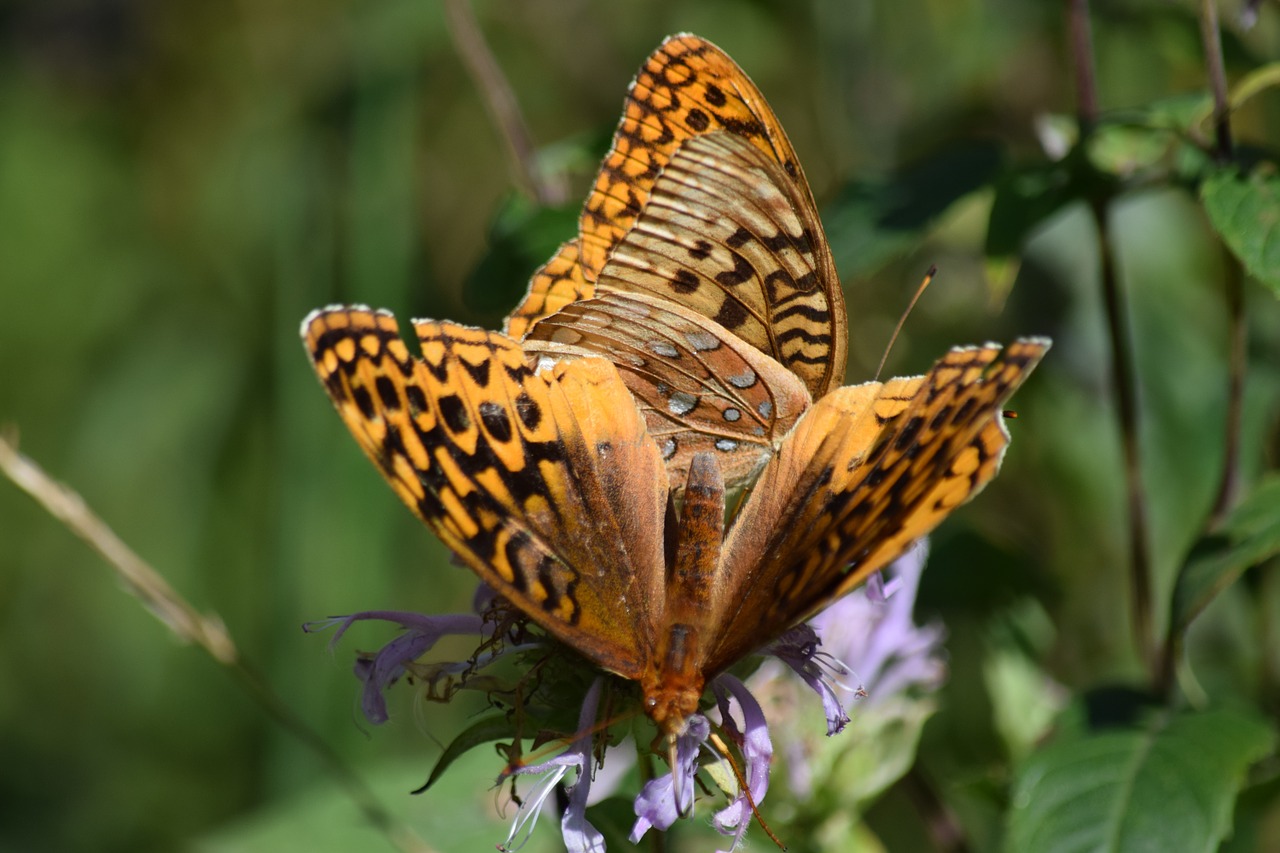 butterflies wildflowers butterfly free photo