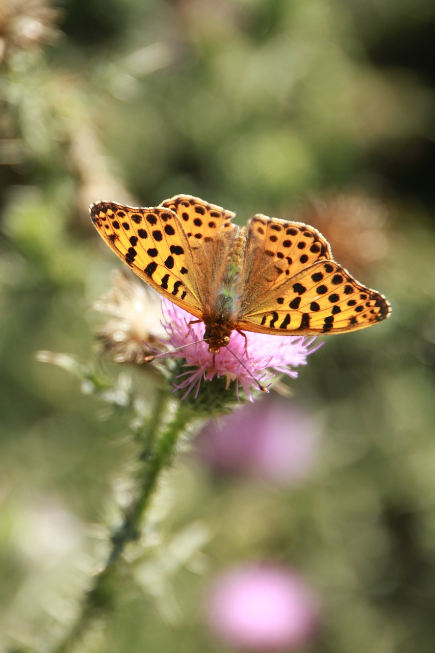 butterflies butterfly cybele free photo