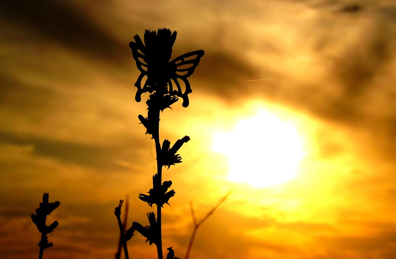 butterflies east sky free photo