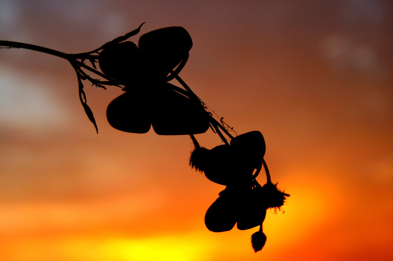 butterflies east sky free photo