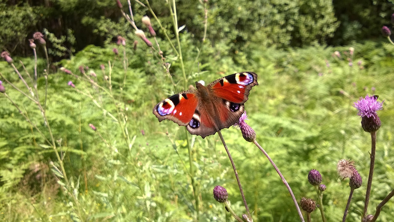 peacock butterflies butterfly free photo