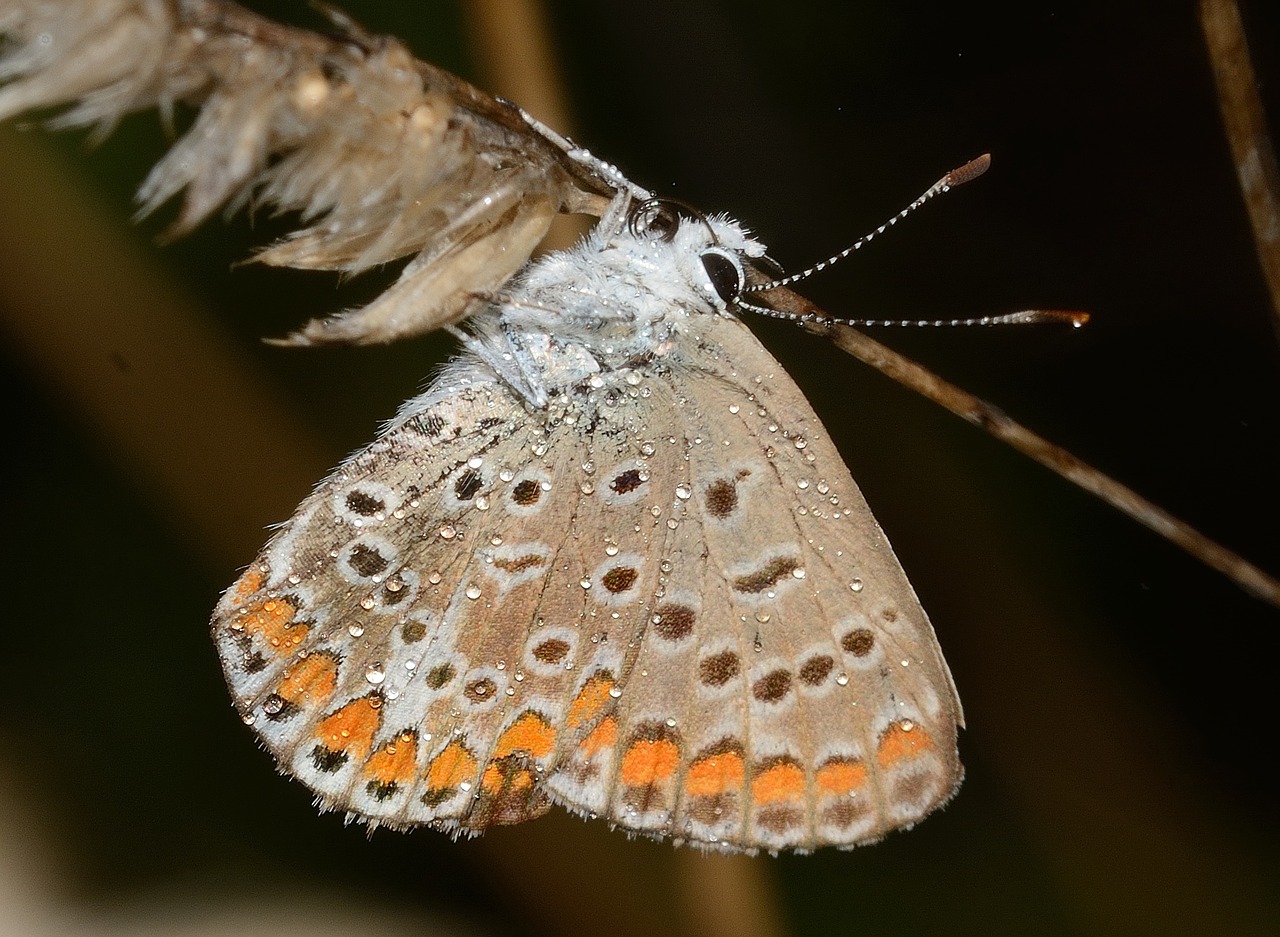 butterflies polyommatus icarus free photo