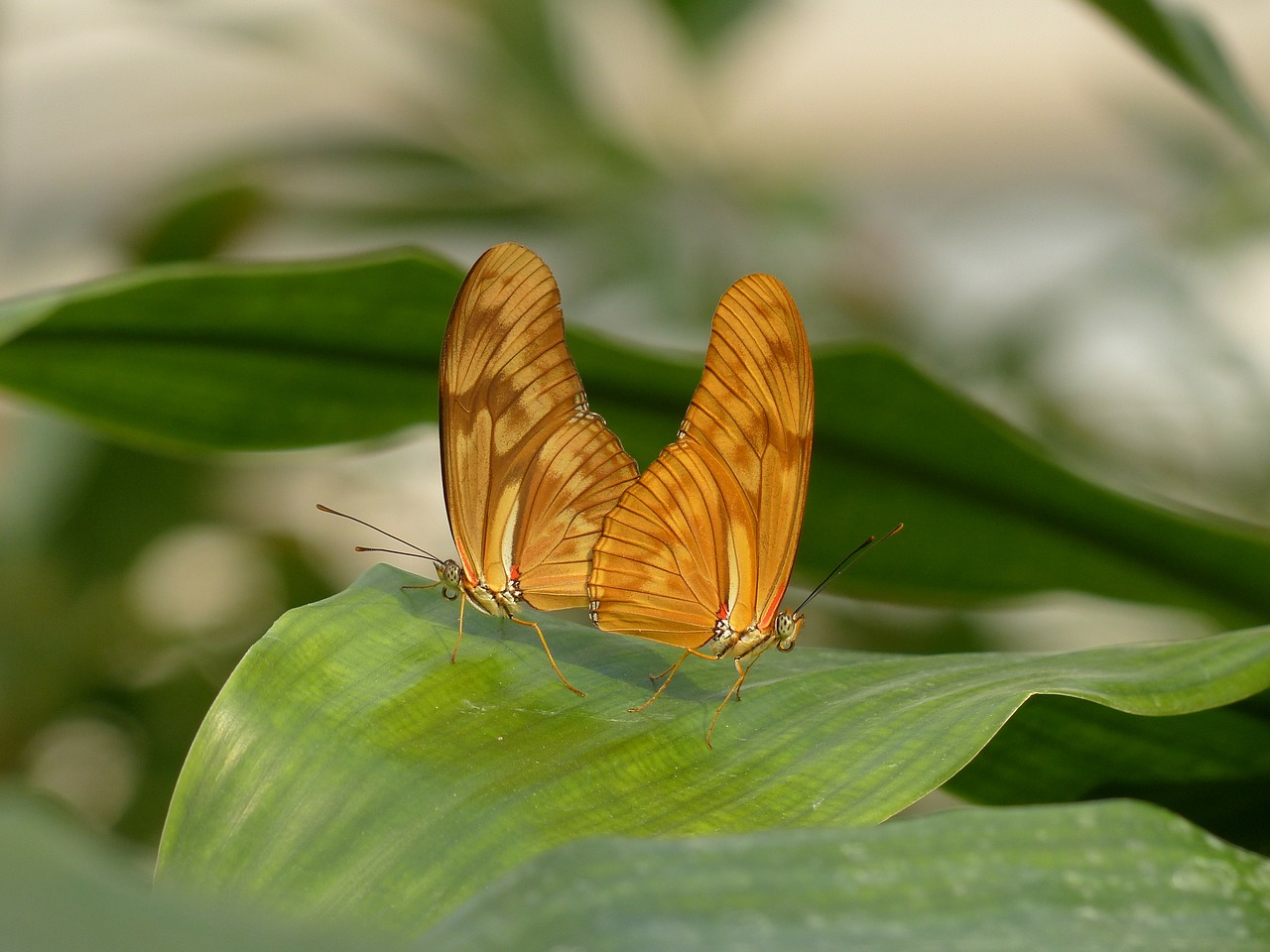 butterflies julia butterfly dryas iulia free photo