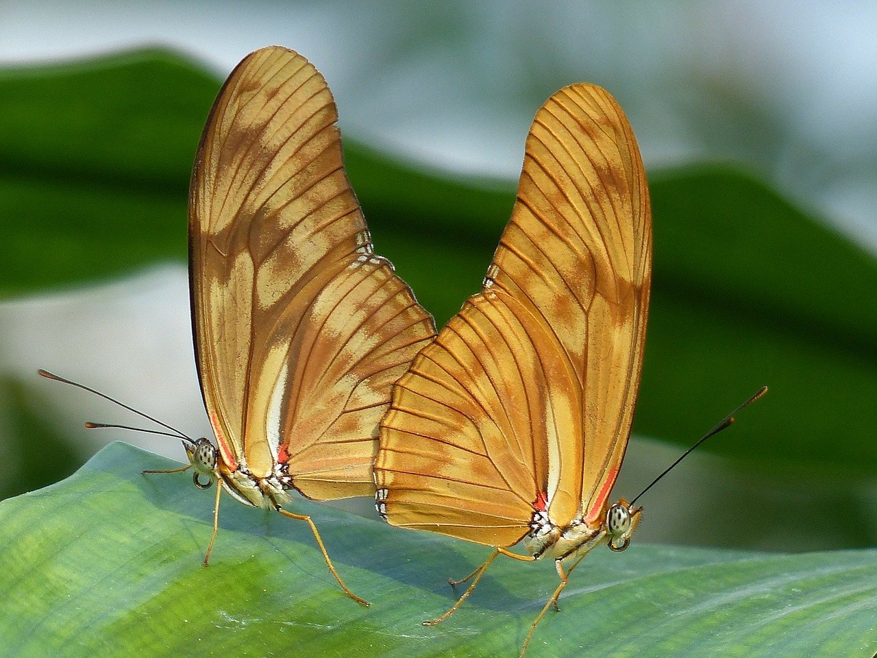 butterflies julia butterfly dryas iulia free photo