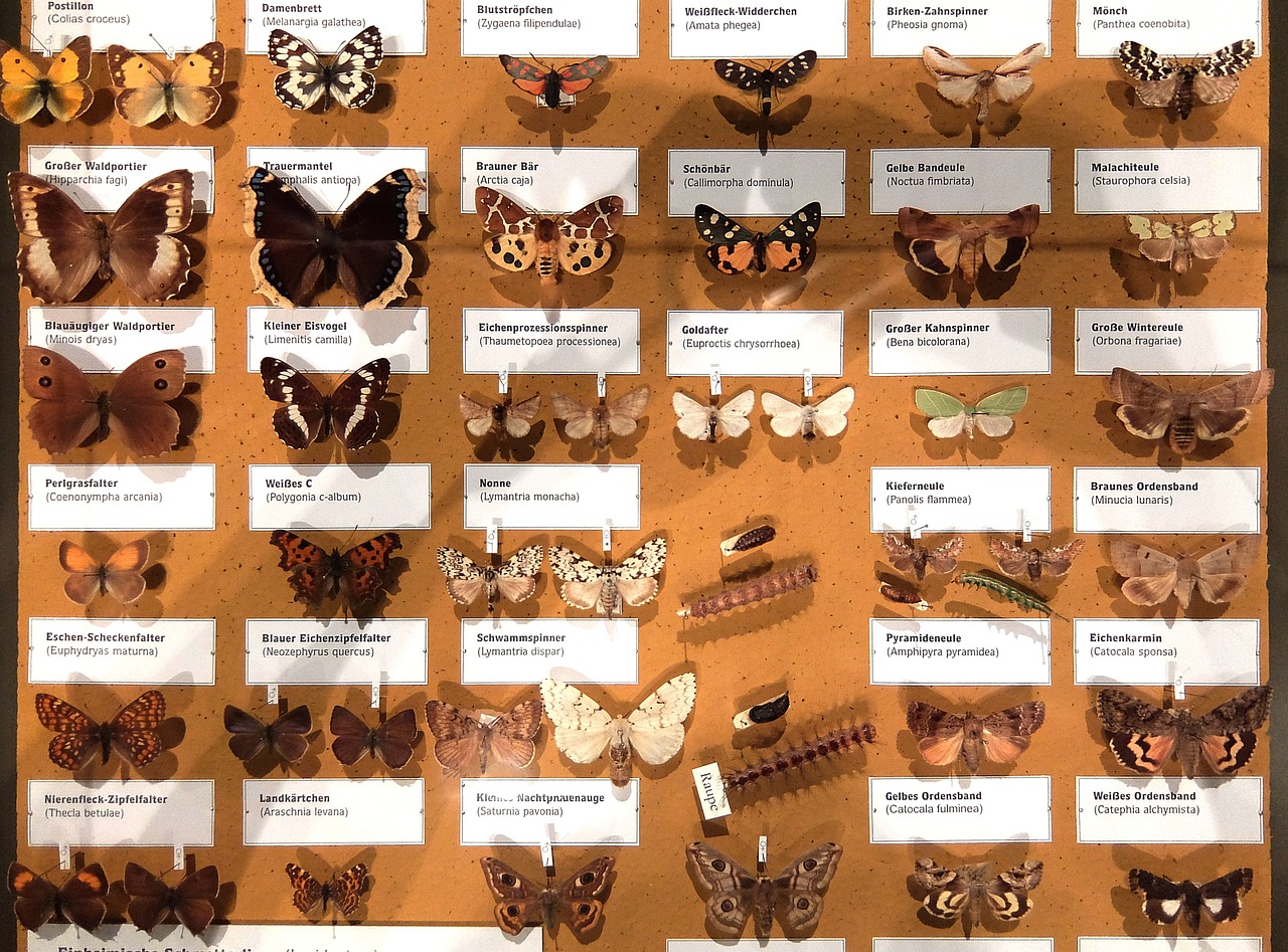 butterflies collection wallchart free photo