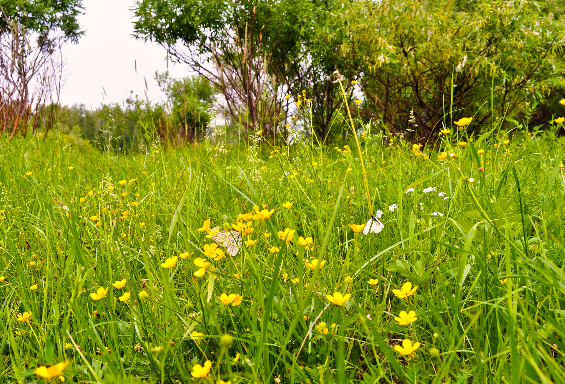 landscape butterflies forest free photo