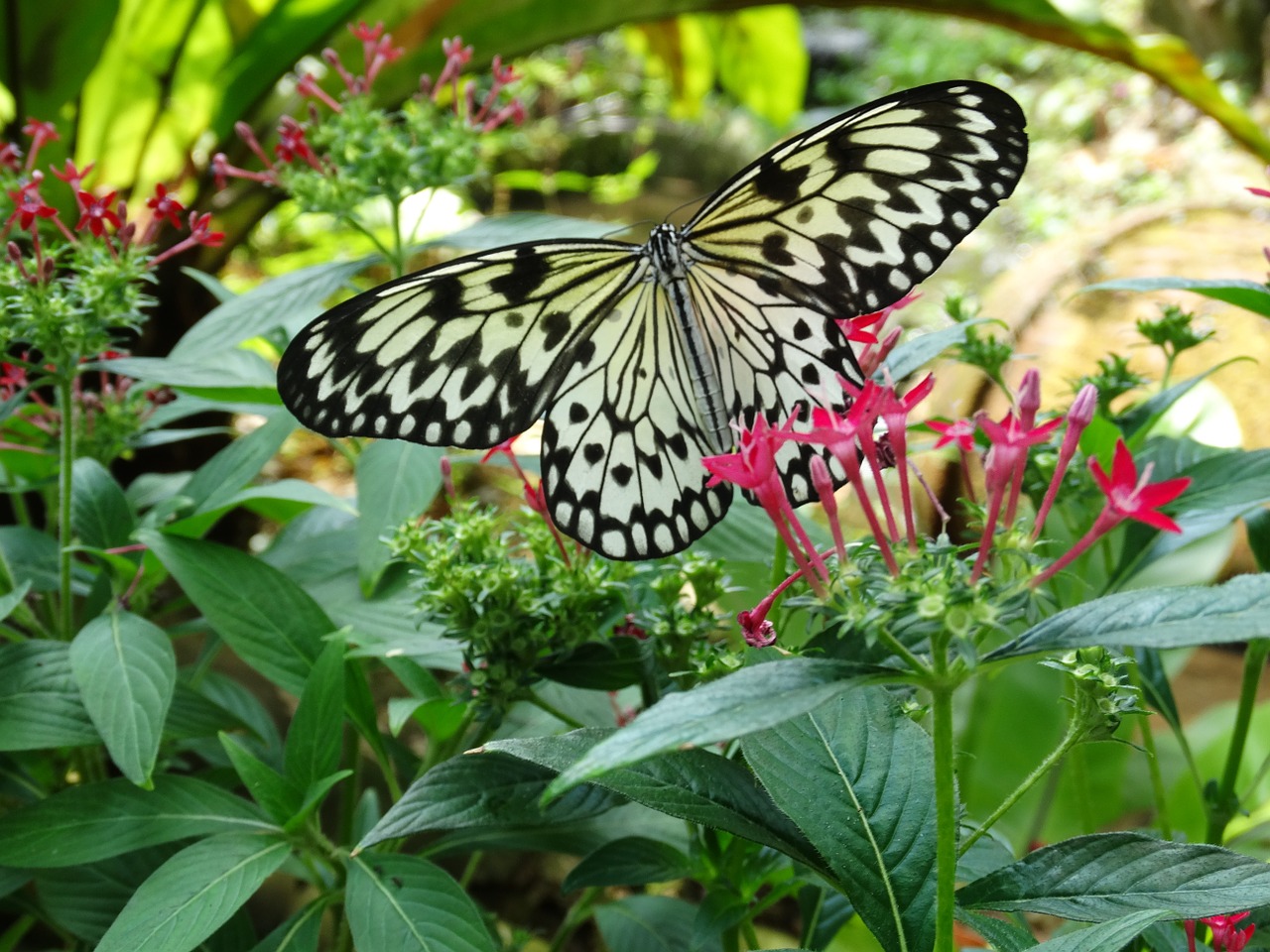 butterfly garden flower free photo