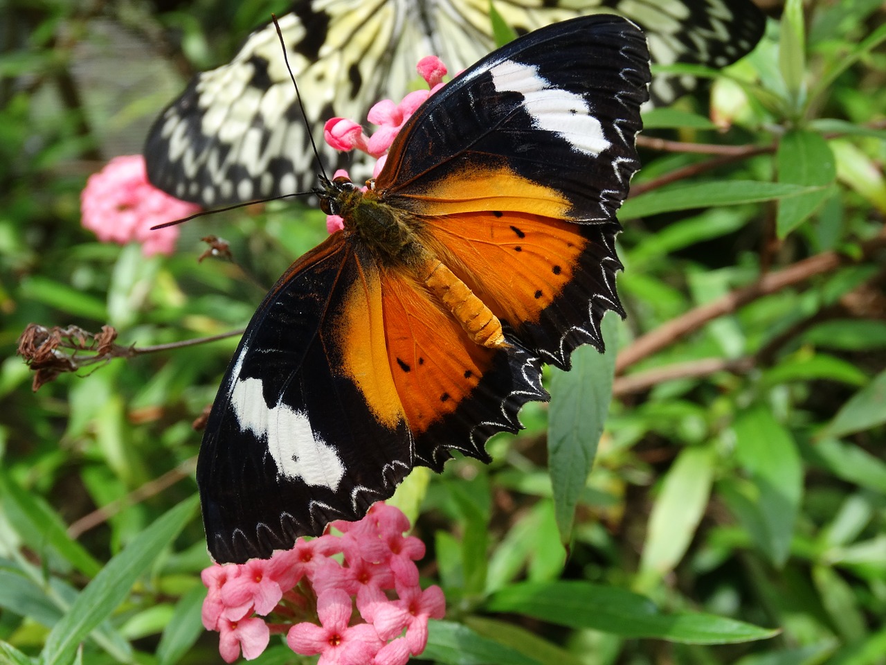 butterfly garden flower free photo