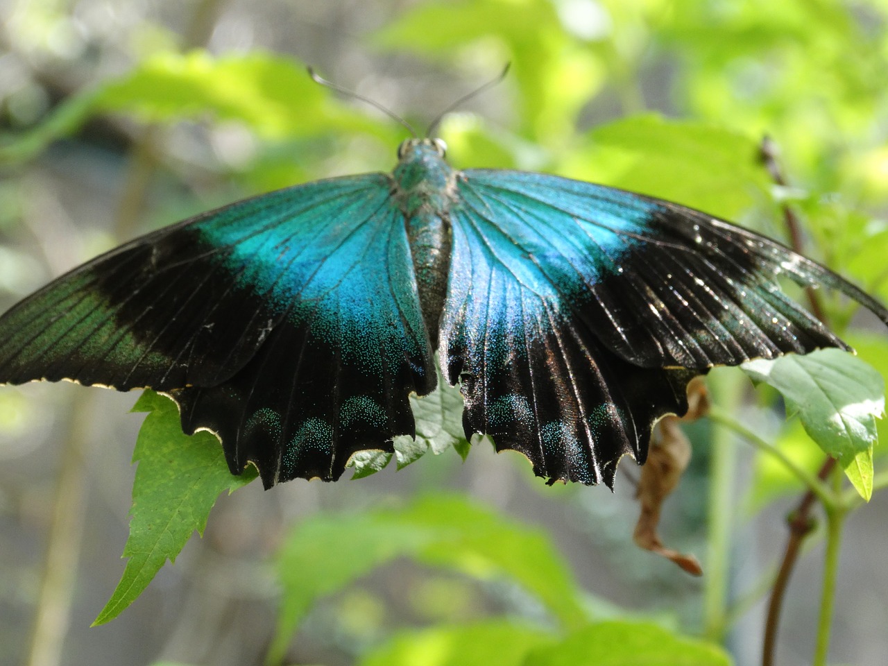 butterfly insect wing free photo