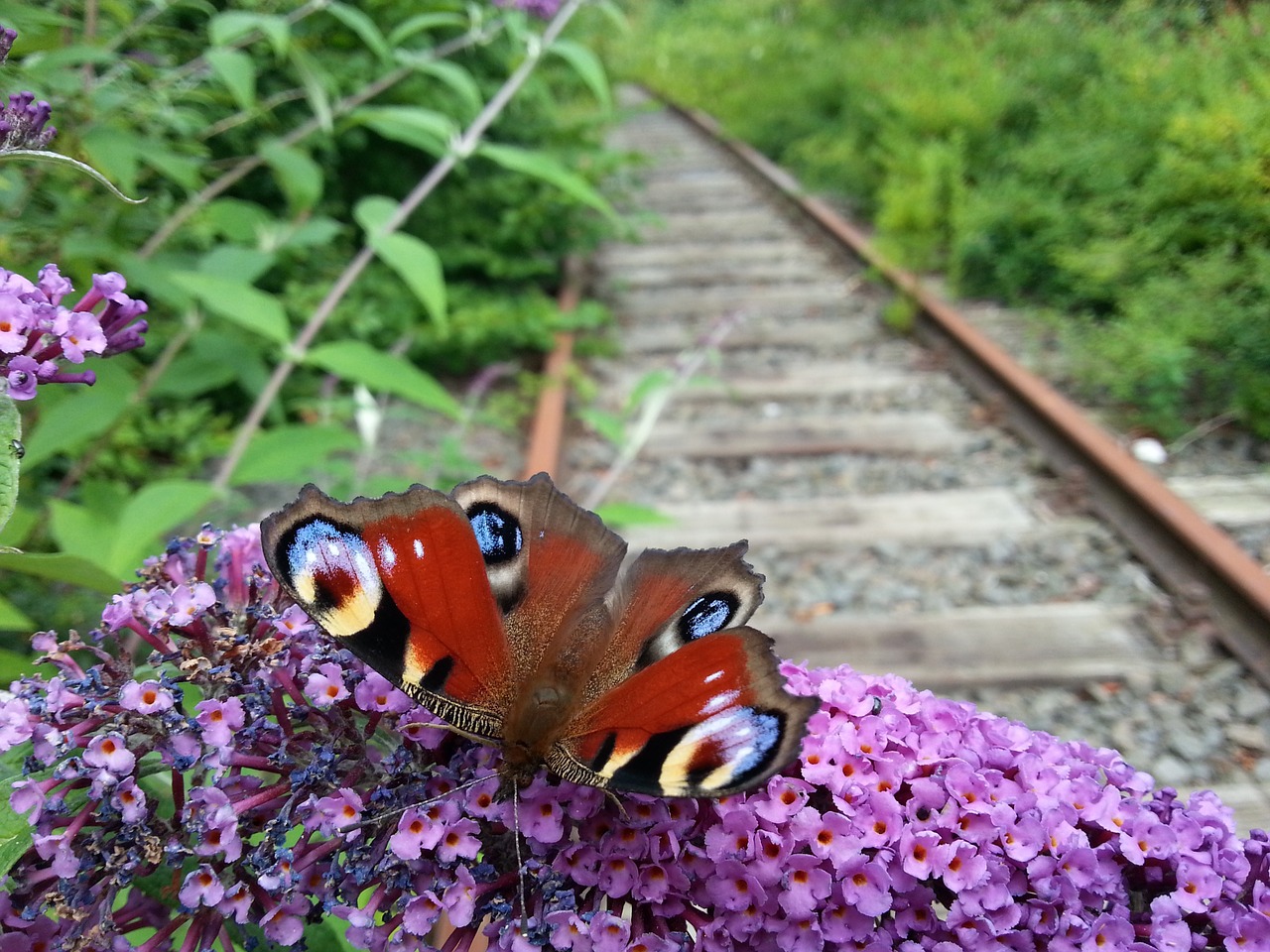 butterfly railway rails nature free photo