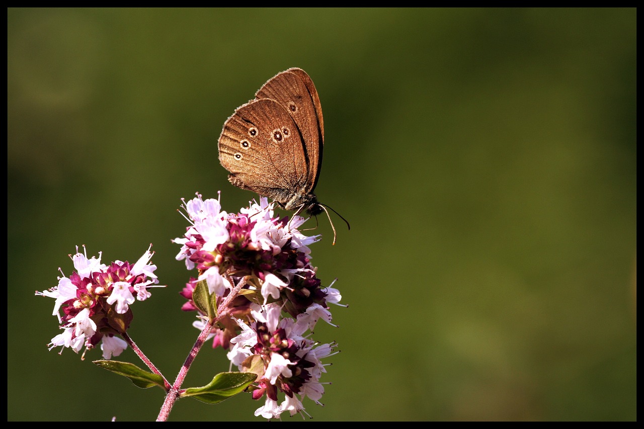 butterfly flowers nature free photo