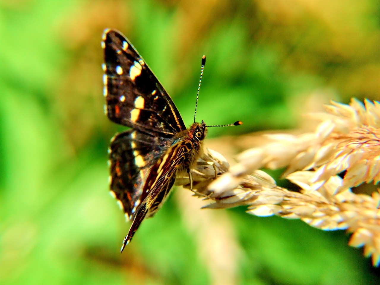 butterfly macro nature free photo