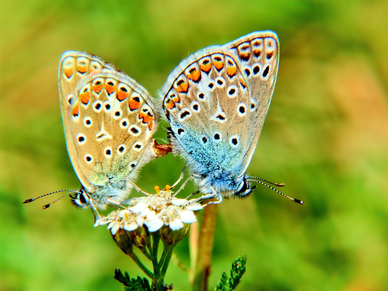 butterfly macro nature free photo