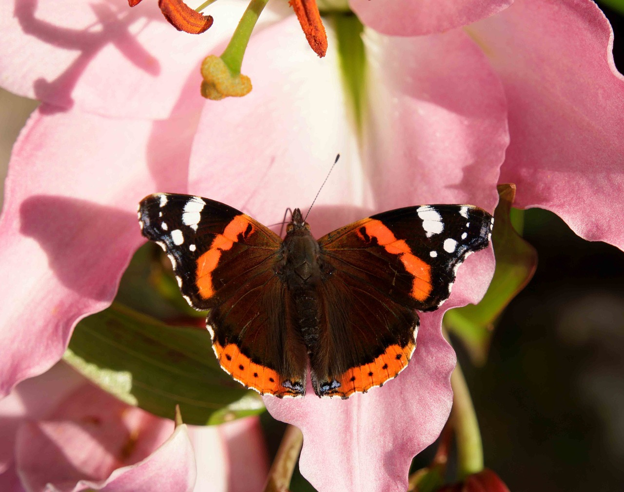 butterfly lily shadow free photo