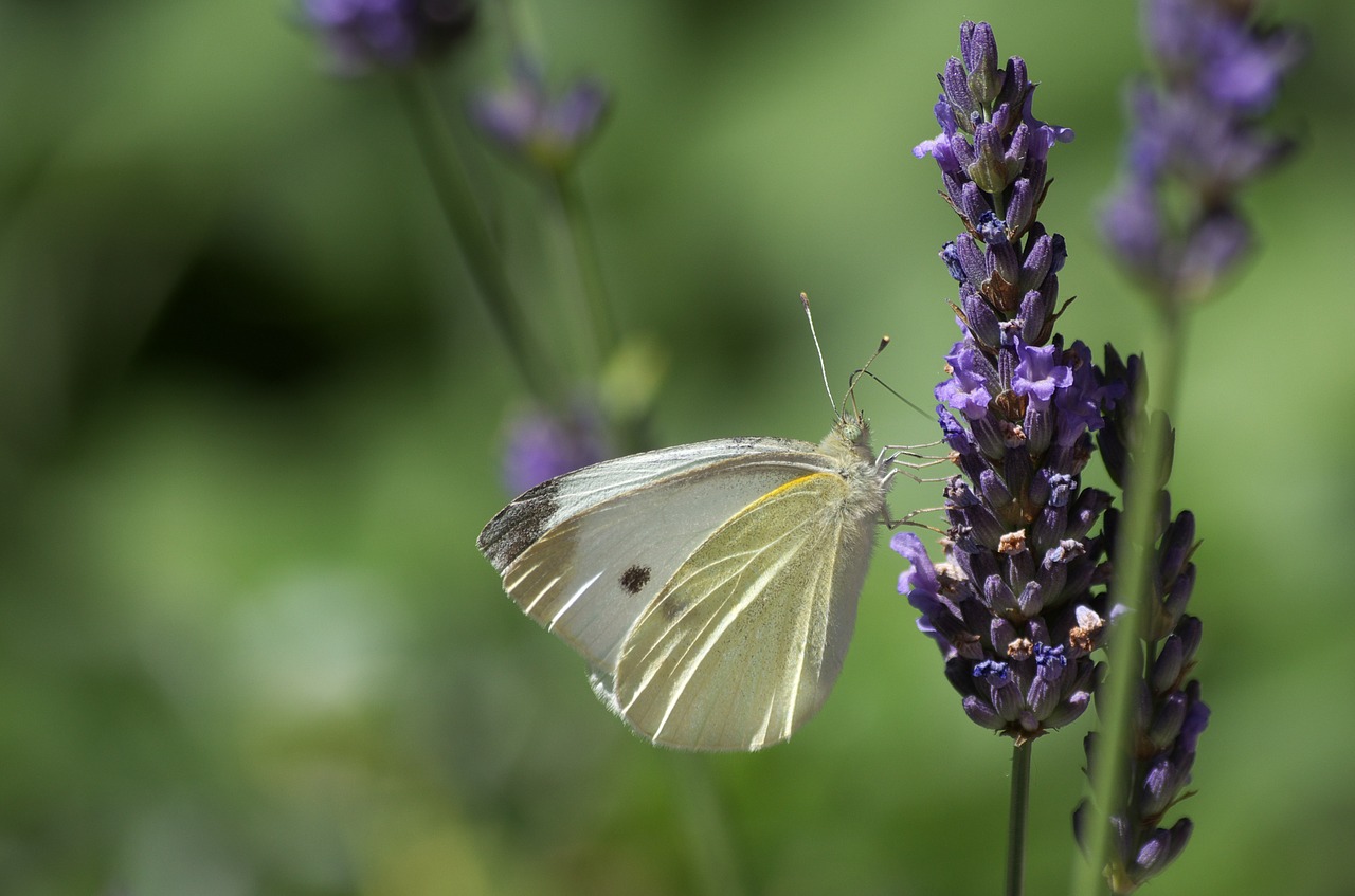 butterfly lavender plant free photo