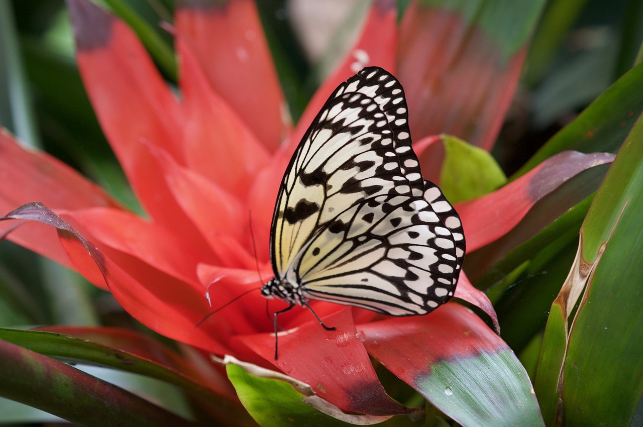 butterfly colorful insect free photo