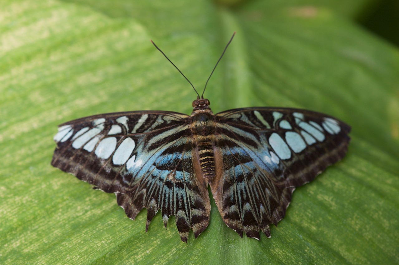 butterfly insect leaf free photo