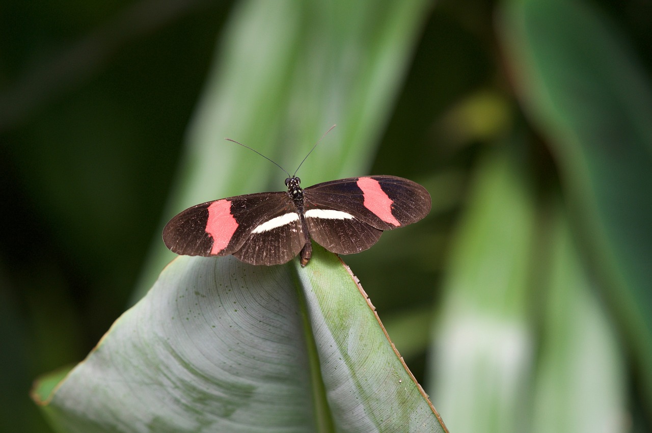 butterfly macro nature free photo