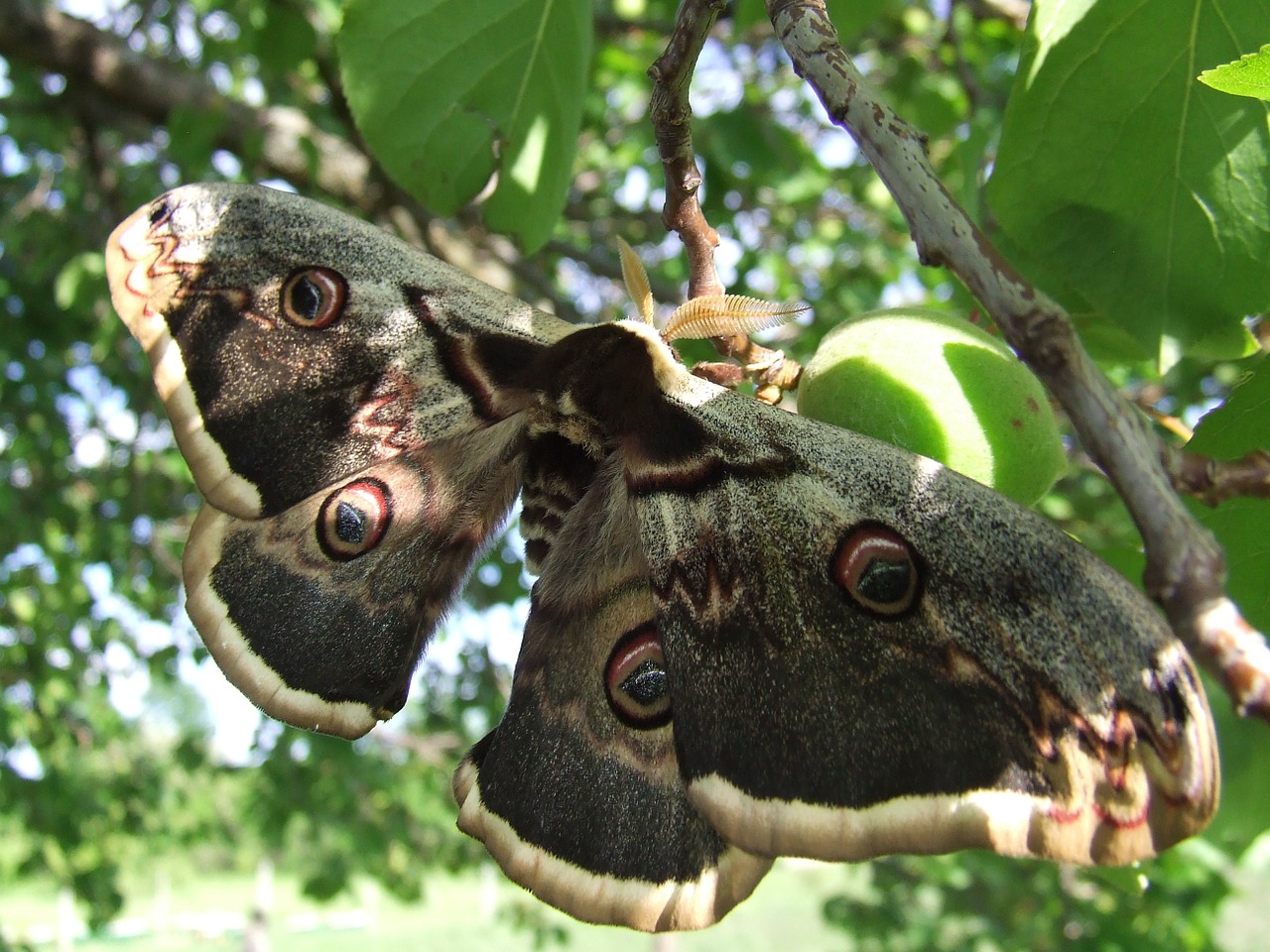 butterfly pear-shaped insects free photo