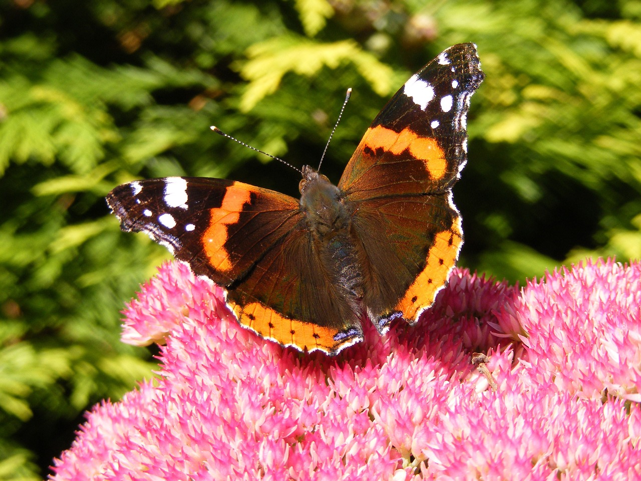 butterfly insect flower free photo