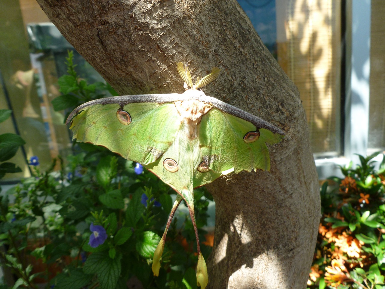 butterfly luna moth nature free photo