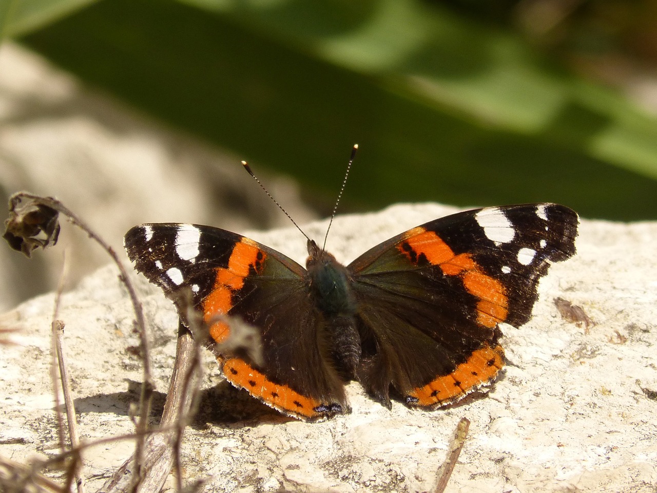 Edit free photo of Butterfly,river,beauty,rock,wings - needpix.com