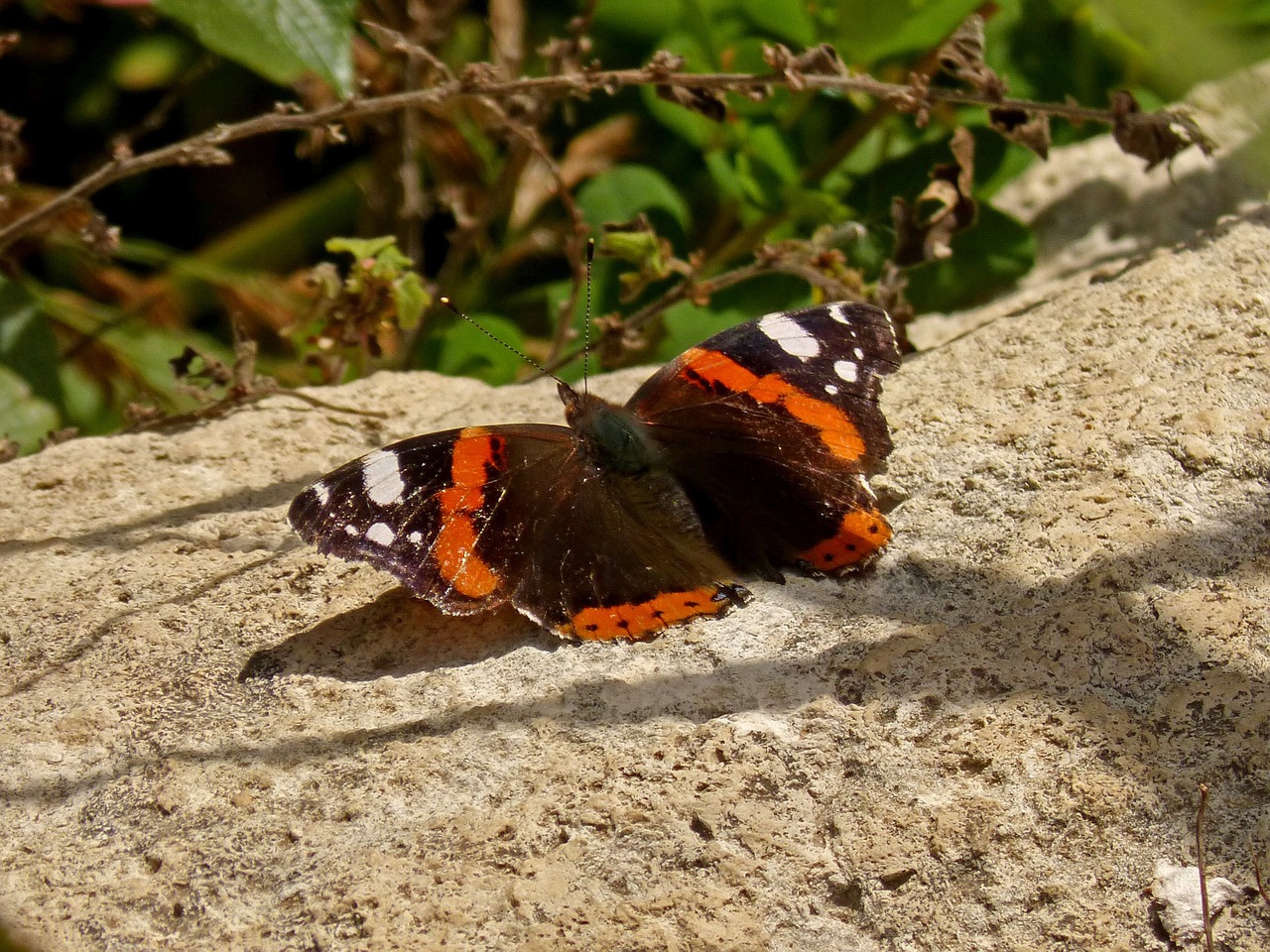 butterfly river beauty free photo