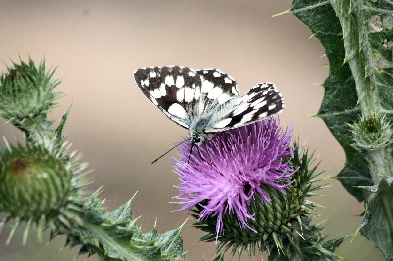 butterfly thistle pollinate free photo