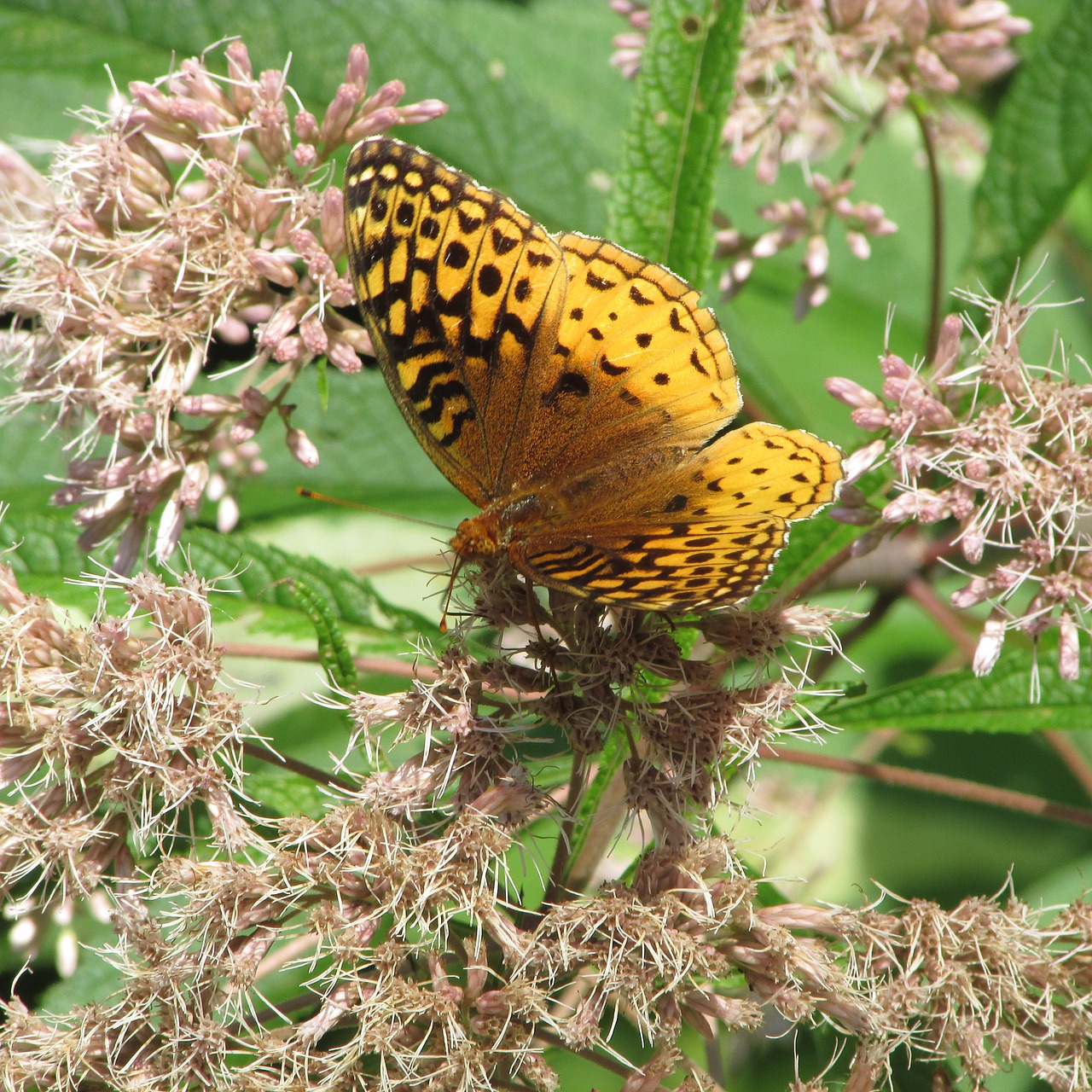 butterfly pearl crescent wild flower free photo