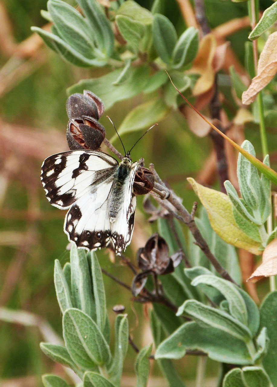 butterfly black and white spring free photo