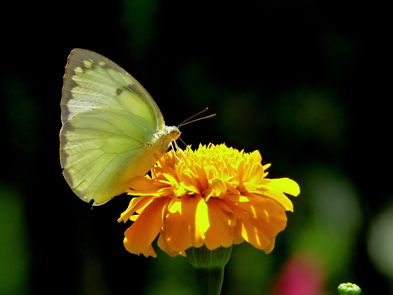 butterfly insect nature free photo