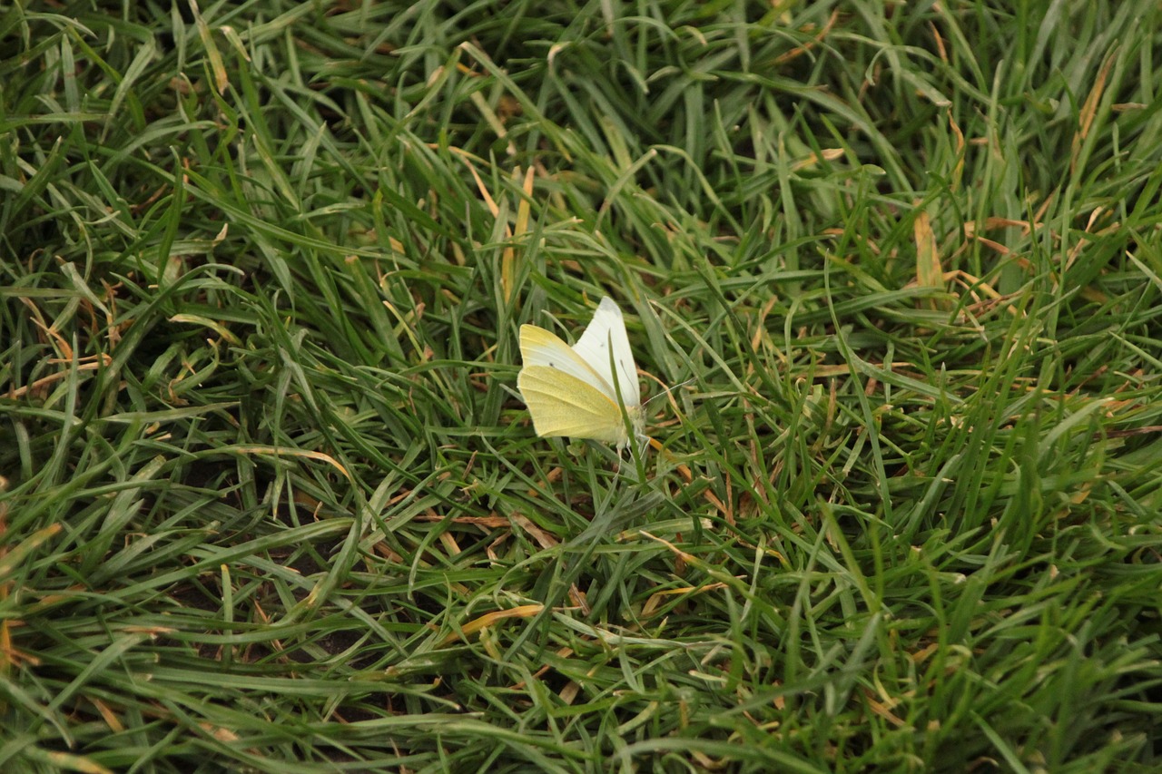 butterfly grass garden free photo
