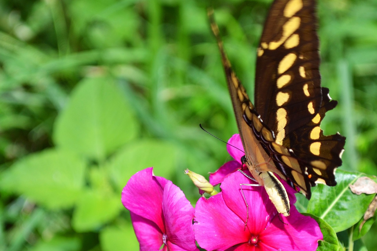 butterfly flower garden free photo